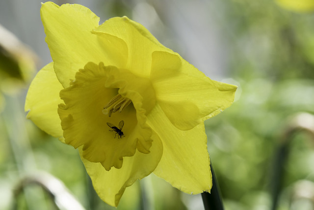 Daffodil - Second shot