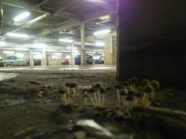 Underground Mushrooms
