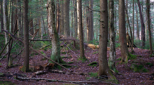 vermont thunderingfalls killington hemlock tree fall autumn forest greenmountains lateafternoonlight flickrgeotaggers appalachiantrail longtrail kentbrook innatelmwood