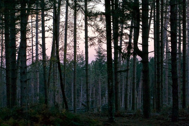 La foresta al tramonto