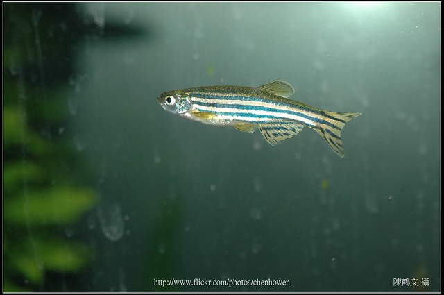 公斑馬魚 Male Zebrafish-05-Best