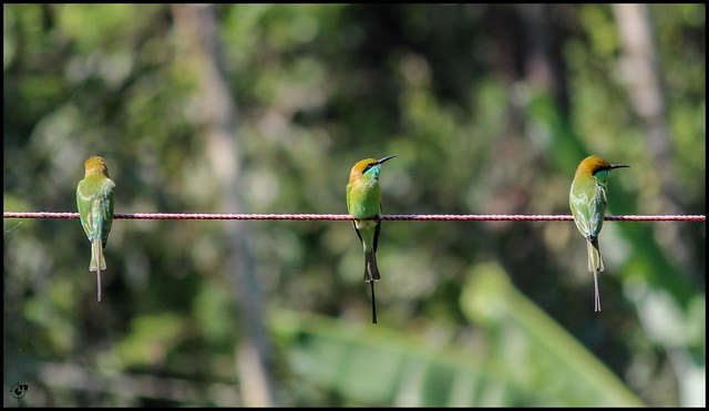 Small Bee-Eater