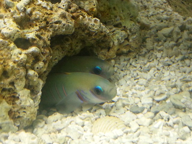 The Zebra Dart Fish share a cozy cave in my aquarium.