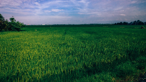 rice paddy malaysia penaga pulaupinang