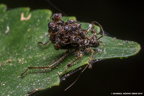 macro bug lens photography nikon bio 55mm malaysia ants omar kedah assassin biodiversity carcasses hidayat micronikkor greatphotographers petax shamsul acanthaspis kepelbagaian d800e