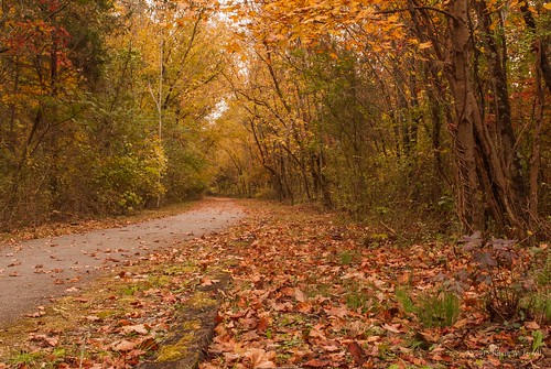 autumn fall nature fallcolor tennessee autumncolors naturalbeauty pathway cumberlandgap walkingtrail nikond60