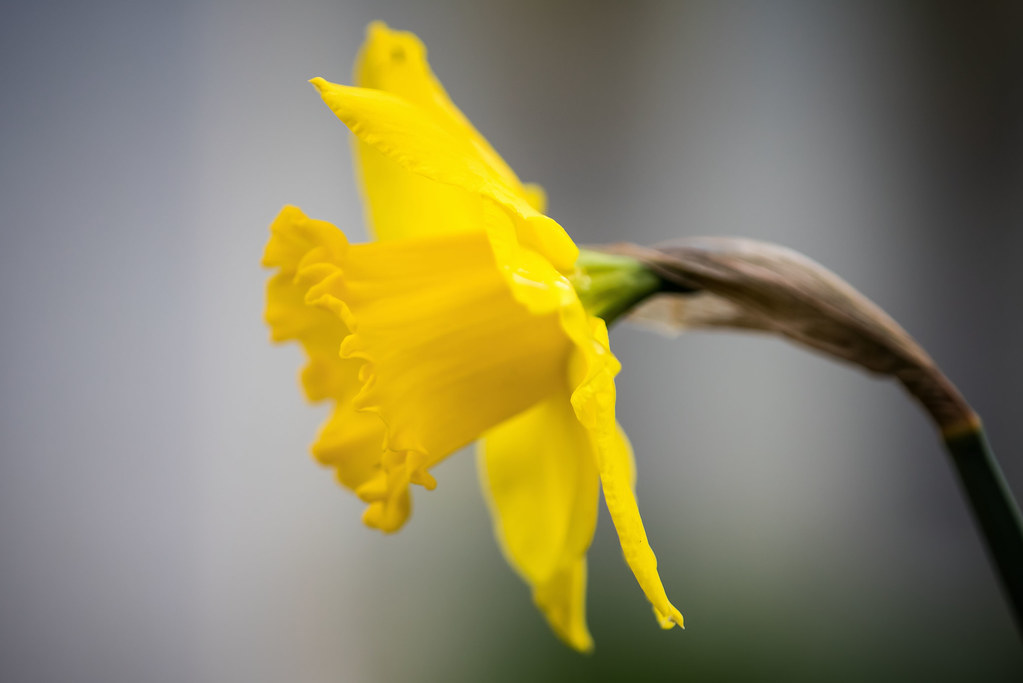Daffodil - First shot