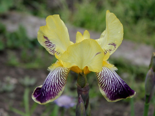 Floraison de nos iris barbus saison 2014 - Page 4 20601410203_3d79bec717