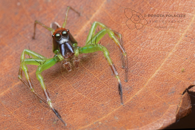 Jumping spider (Epeus sp.)