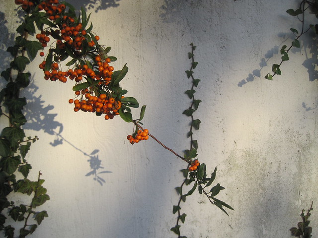 Bild an einer weißen Mauer: Efeuranke, Schatten und rote Beeren