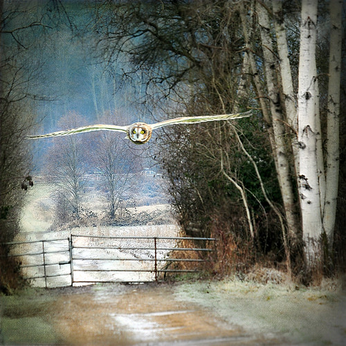 glide through the dark times . . . | by dragonflydreams88