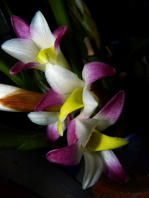 Coelia bella species orchid