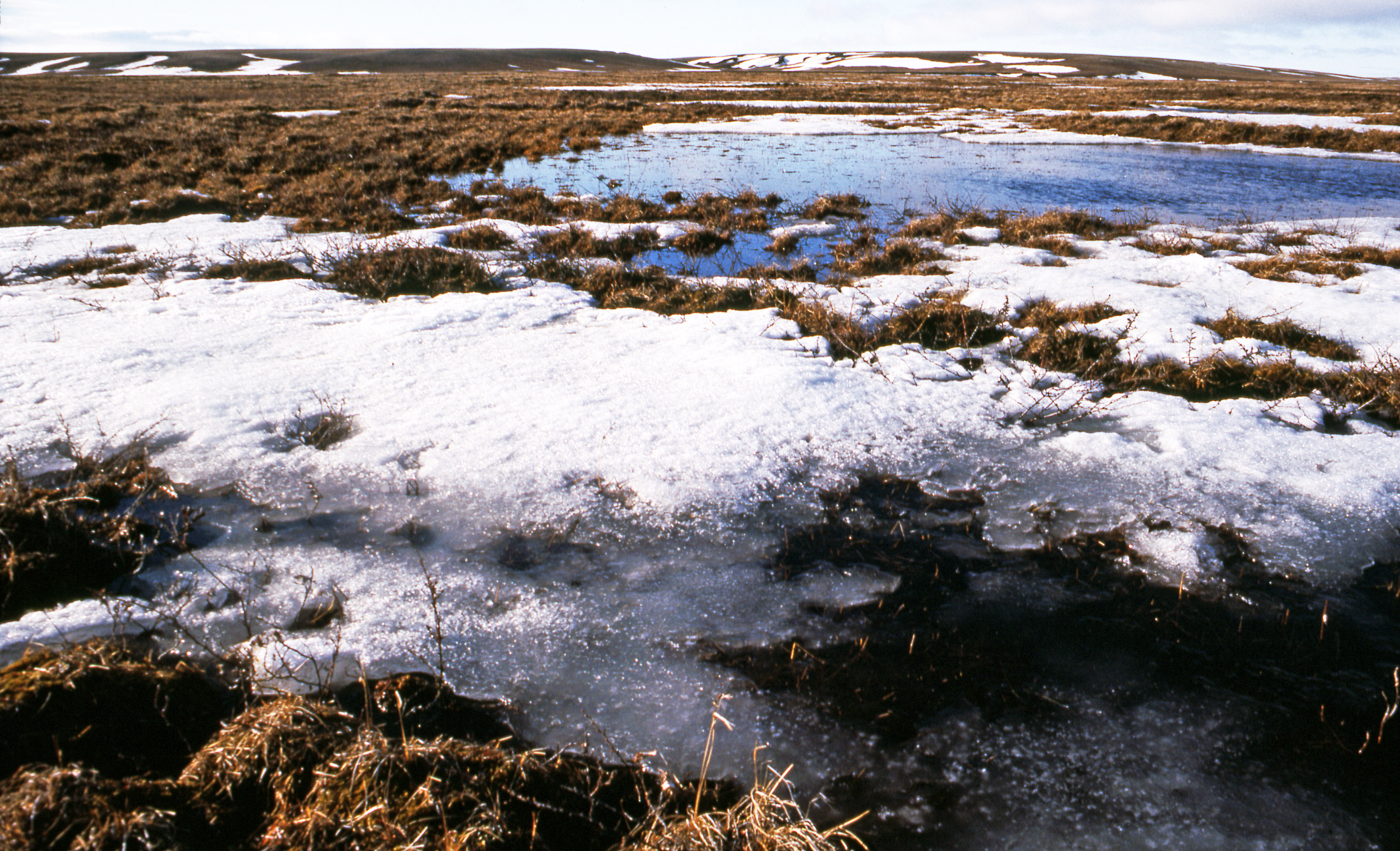 Бассейн в тундре. Климат тундры. Арктические болота. Арктические почвы. Почвы Арктики.