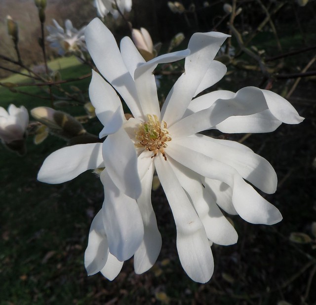 Au jardin, magnolia stellata, Bosdarros, Béarn, Pyrénées Atlantiques, Aquitaine, France.