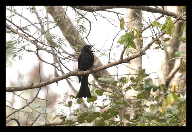 Hair-crested Drongo bird photo call and song/ Dicrurus hottentottus (Corvus  hottentottus)