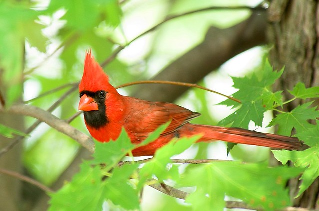 Just Call Me Handsome...Northern Cardinal