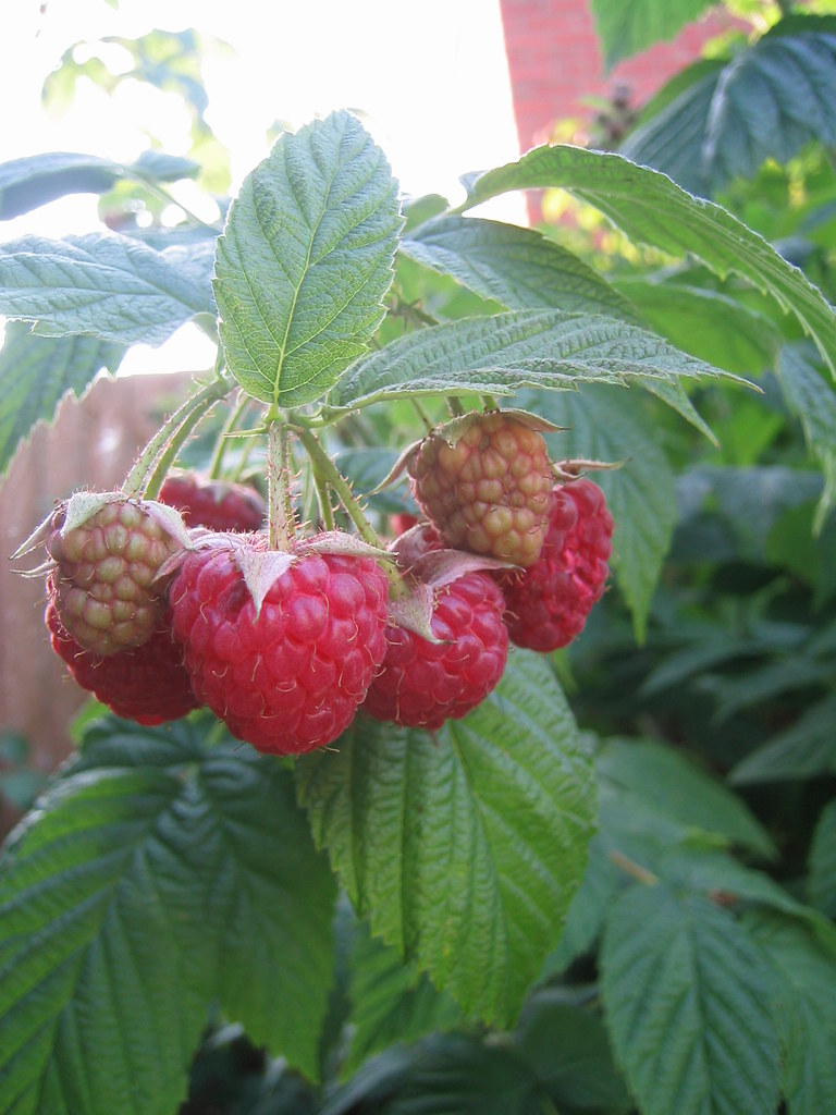 Raspberry Flickr Raspberries | These are the most delicious raspberries ever!… | Flickr