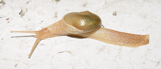 snail 007