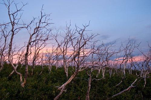 trees sunset nature nationalpark colorado mesaverde