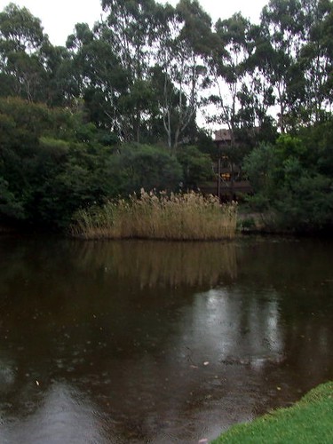 duck pond @ UOW