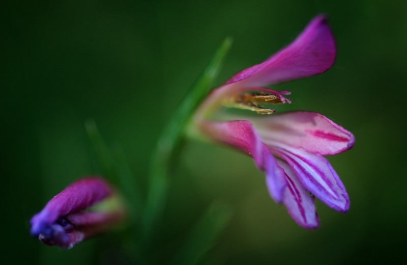 20150514-040F | Italienische Siegwurz (Gladiolus italicus). Gardasee, 14.05.2015