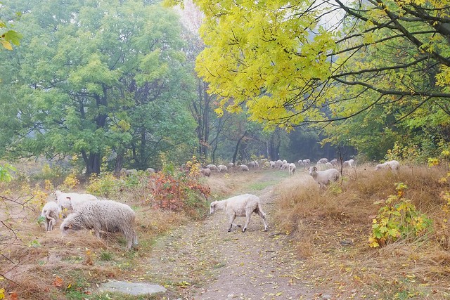 Jagnięcina na wypasie / Mutton grazing