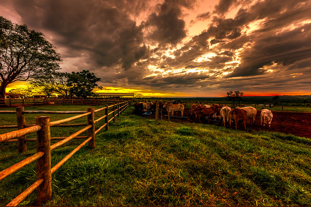 Fence in the Heaven's Field