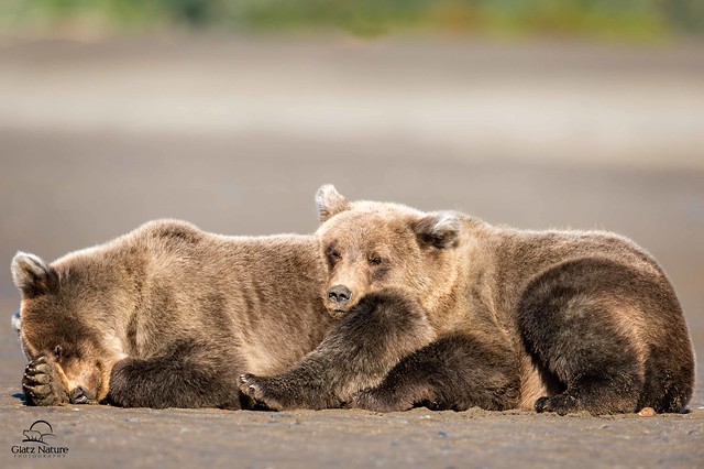 Bear Cub Sister as Pillow