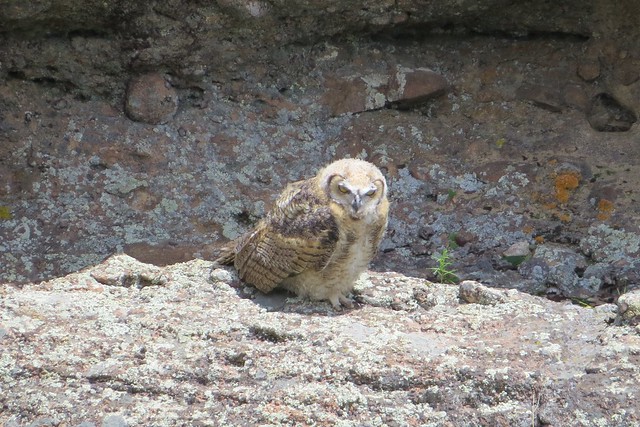 Great Horned Owl Fledglin
