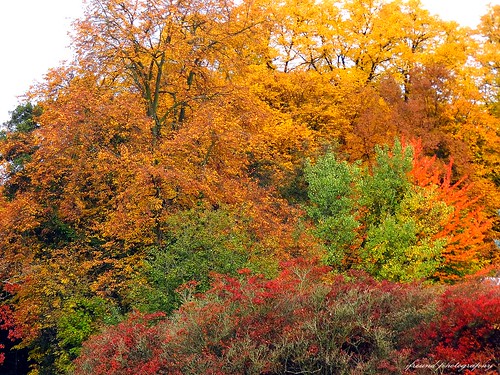 autumn fall belgium autumncolours antwerp sculptures middelheim wilrijk middelheimsculpturepark