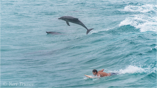 Dolphins & surfer
