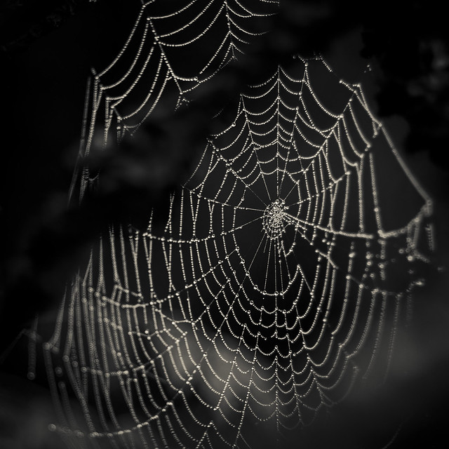 Orb web with shadow bw