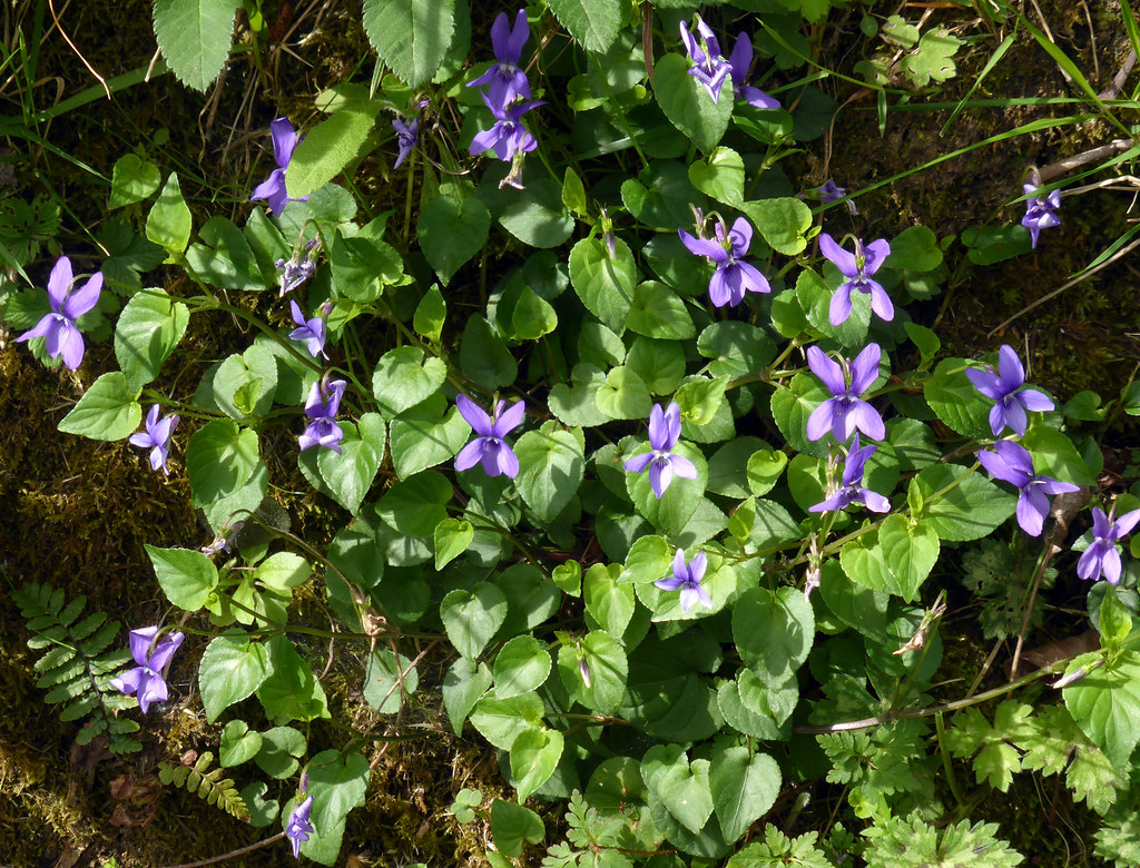 Viola Riviniana Rhs Viola riviniana Rchb. 1823 (VIOLACEAE) | Fotografiada en Mir… | Flickr