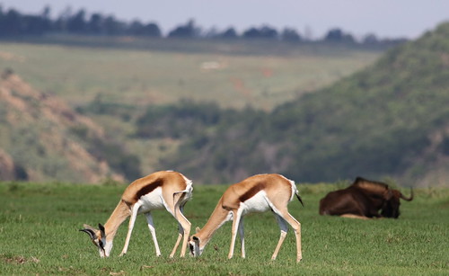 antelope springbok naturereserves bovidae taxonomy:family=bovidae naturereserve mammals antidorcasmarsupialis nature taxonomy:binomial=antidorcasmarsupialis