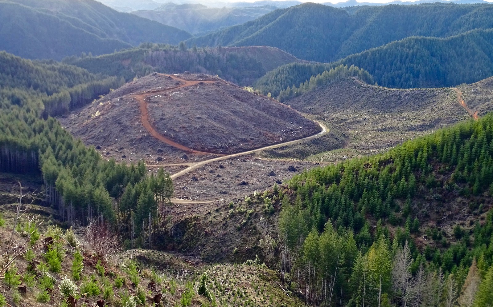 a view of mountains covered with uniform pine trees with a massive clearcut in the middle.