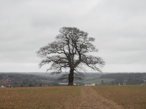 Tree, overlooking Chesham Chorleywood to Chesham
