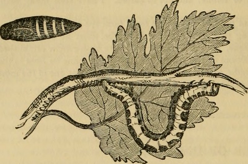Image From Page 615 Of Cuvier S Animal Kingdom Arranged Flickr