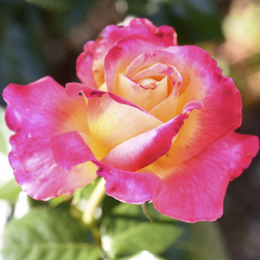 2015-08-30 - Rose