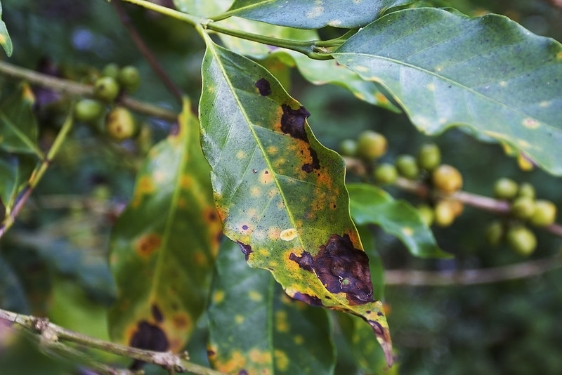 Hemileia vastatrix (Coffee Rust Fungus)