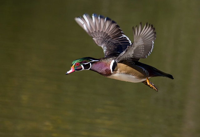 M Wood duck IF