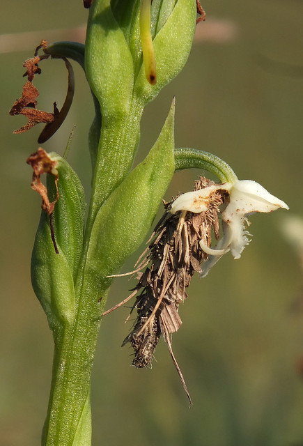 Habenaria cephalotes (11)
