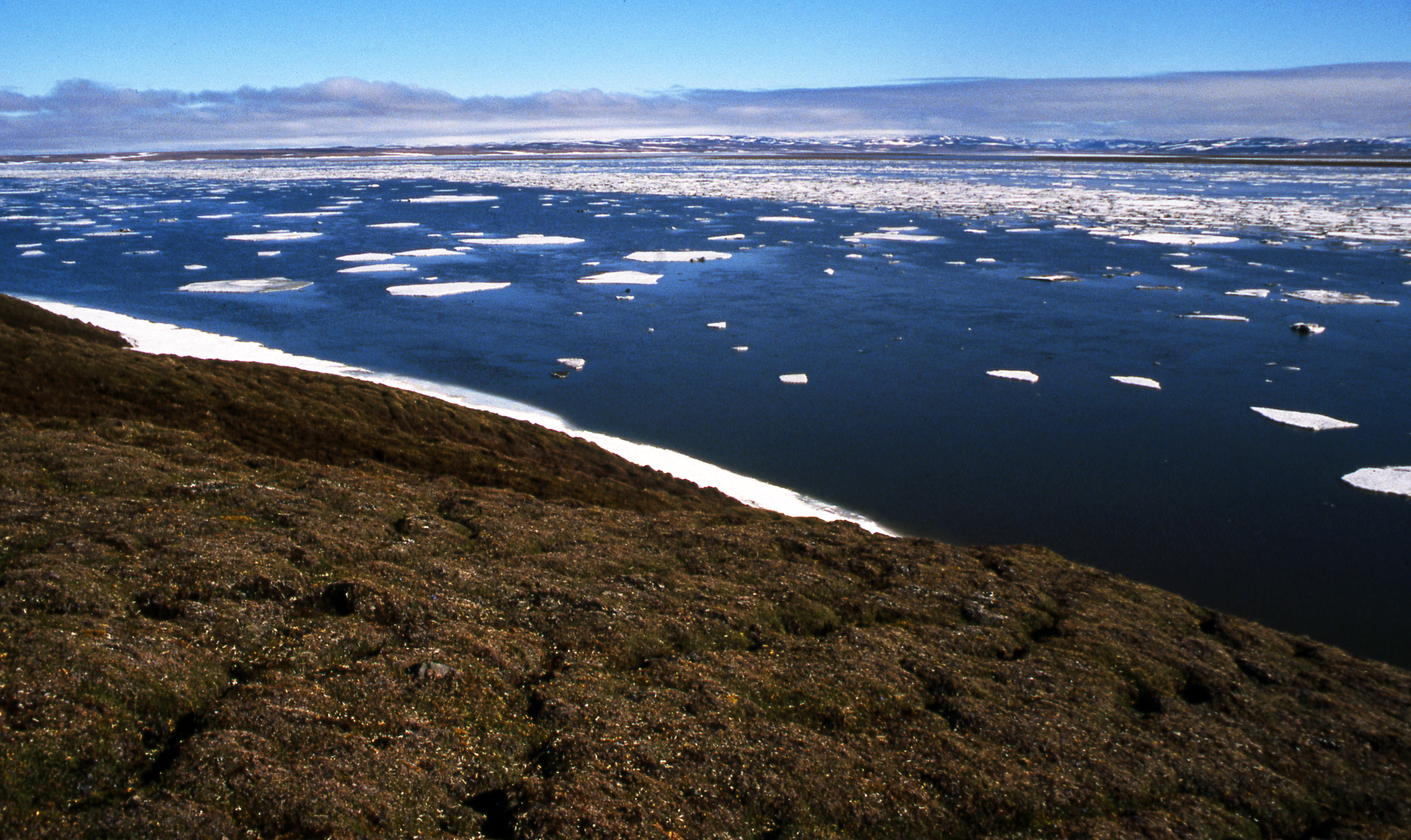 Тундра относительно морей и океанов. Побережье полуострова Таймыр. Полуостров Таймыр большой Арктический заповедник. Побережье Карского моря полуостров Таймыр. Озеро Таймыр тундра.