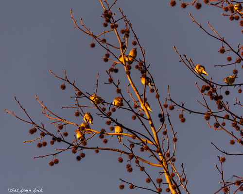 nature birds sunset spurs tree
