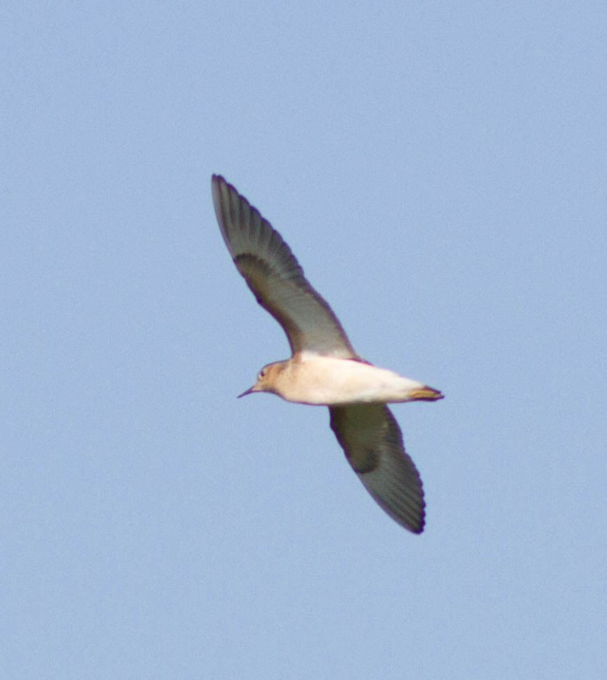 Buff-breasted