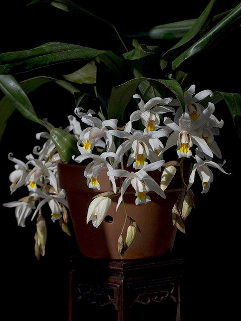Coelogyne 'Unchained Melody'
