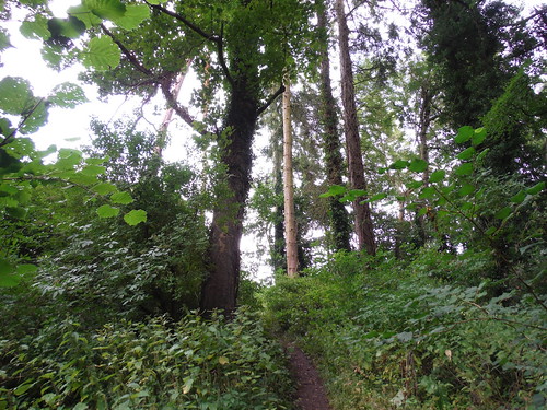 Steep Narrow Path up from Fonthill Lake SWC Walk 248 Tisbury Circular via Hindon