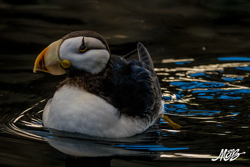 Puffin, Sealife Center, Seward