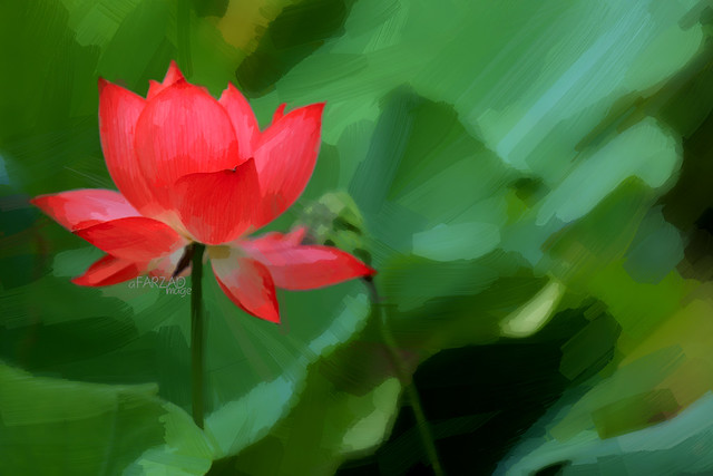 Red Lotus Flower - Akvis Paint