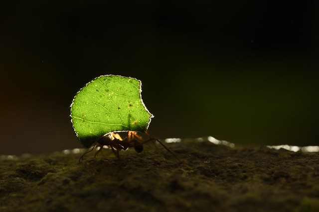 Parasolmier/Leaf-cutting Ant (Zompopa) Costa Rica