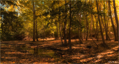 bosque forest árbol tree paisaje landscape aldeire granada españa spain nikond5100 mágico